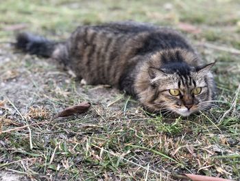 Portrait of cat relaxing on field