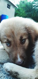 Close-up portrait of a dog