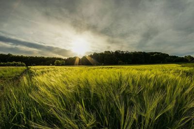 Sunset over field