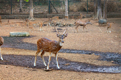 Deer on field