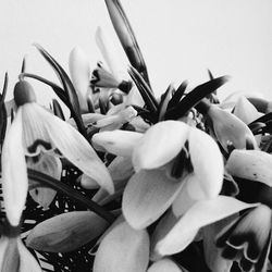 Close-up of flowers