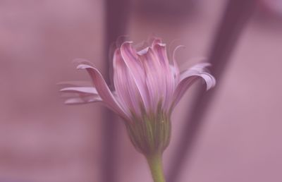 Close-up of pink flower