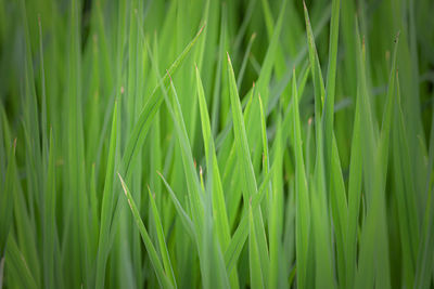 Full frame shot of fresh green plants