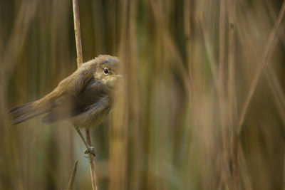 Close-up of bird perching on plant