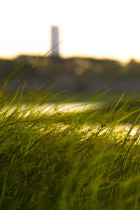 Close-up of grass on field against sky