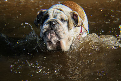 Portrait of dog standing in sea