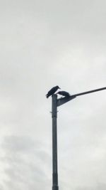 Low angle view of bird perching on cable against sky