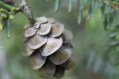 Close-up of plant against blurred background