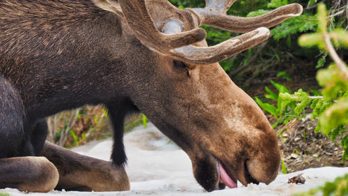 Side view of deer on field