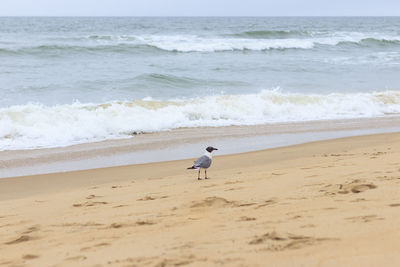 Seagull on beach