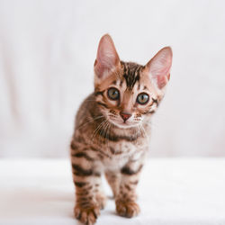 Portrait of tabby kitten