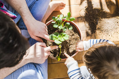 Mid adult man and boy planting strawberry in pot while sitting at balcony