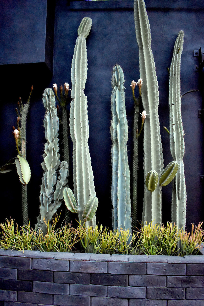 CLOSE-UP OF POTTED PLANTS ON WALL