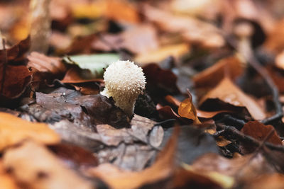 Close-up of dry leaves on field