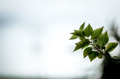 Close-up of plant against sky