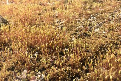 Full frame shot of plants on field