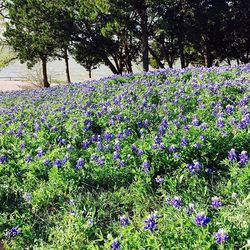 Purple flowers blooming on tree