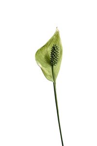 Close-up of green leaf on white background