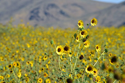 Close-up of yellow flowering plant on field