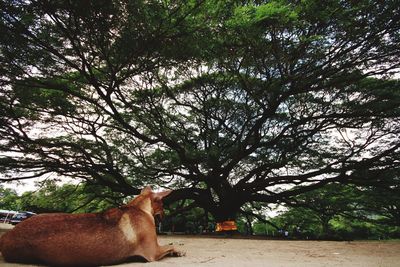 Dog sitting by tree against sky