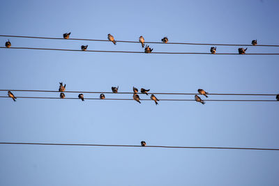 Low angle view of birds perching on cable