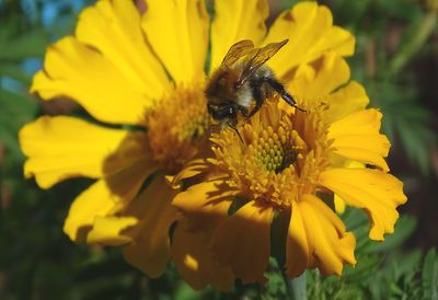 Close-up of insect on yellow flower