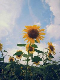 Close-up of sunflower