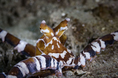 Close-up of crab on sea shore
