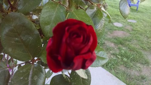 Close-up of red rose