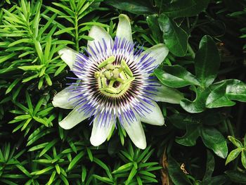 Close-up of purple flowers in bloom