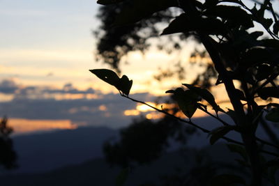 Close-up of silhouette bird against sky at sunset