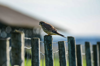 Bird perching on wooden post