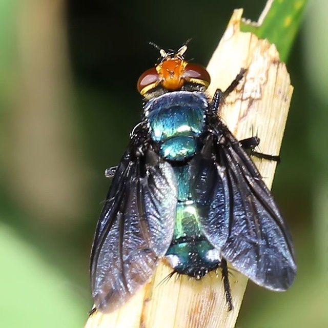 animal themes, animals in the wild, one animal, insect, wildlife, close-up, focus on foreground, animal wing, nature, butterfly - insect, perching, animal antenna, zoology, butterfly, beauty in nature, selective focus, full length, outdoors, two animals, day