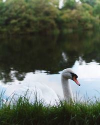 Close-up of swan swimming on lake