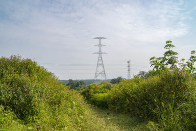 Plants growing on field against sky