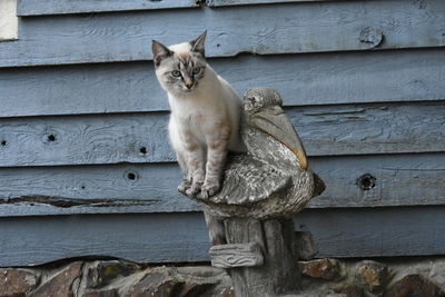 Portrait of a cat sitting on wood