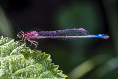 Close-up of a beautiful damselfly resting  on a leaf