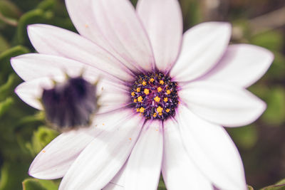 Close-up of white flower