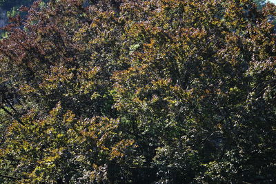 Full frame shot of flower tree