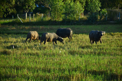 Sheep grazing in a field