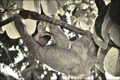 Low angle view of monkey hanging on tree