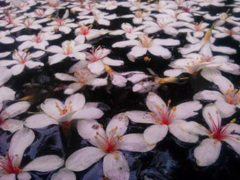 Full frame shot of fresh flowers blooming in park