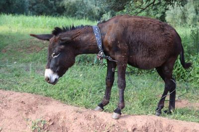 Horse standing in a field