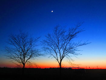 Silhouette of bare tree at sunset