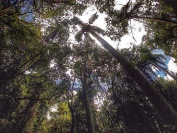 Low angle view of trees