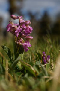 Close-up of pink flowers blooming outdoors
