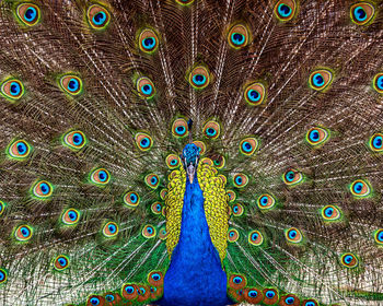 Close-up of peacock