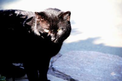 Close-up of cat standing outdoors