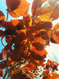 Close-up of autumn leaves on tree against sky