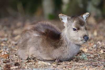 Sika fawn sitting in the woods 